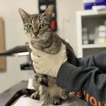 Domestic Short Hair Cats Available for Adoption in Houston, Texas - Rosemary | PetCurious