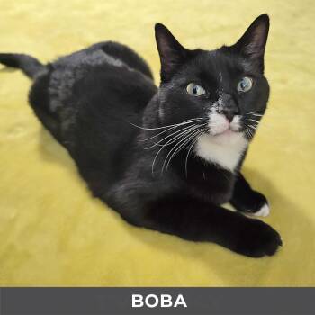 Boba -  Domestic Short Hair Cat for Adoption in Toronto, Ontario - Boba | PetCurious