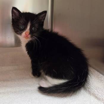 Corky -  Domestic Short Hair Cat for Adoption in Asheville, North Carolina - Corky | PetCurious