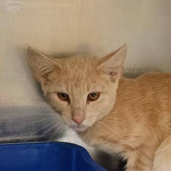 Melbourne -  Domestic Short Hair Cat for Adoption in Palestine, Texas - Melbourne | PetCurious