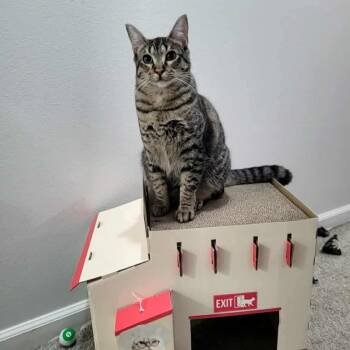 Rescue Domestic Short Hair Cats for Adoption in Gladstone, Oregon - KitKat - Candy Litter | PetCurious