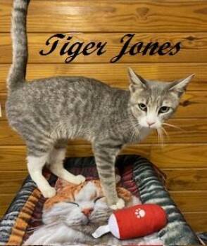 Tiger Jones -  Tabby Cat for Adoption in Southern Pines, North Carolina - Tiger Jones | PetCurious