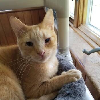 Tabby and Domestic Short Hair Cats Available for Adoption in Montour Falls, New York - Buffy | PetCurious