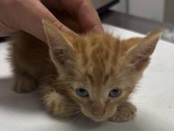 Pen 5 Cheeto -  Domestic Short Hair Cat for Adoption in Lawrenceville, Georgia - Pen 5 Cheeto | PetCurious
