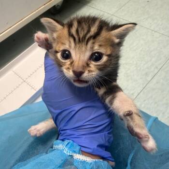 Miranda -  Domestic Short Hair Cat for Adoption in Philadelphia, Pennsylvania - Miranda | PetCurious