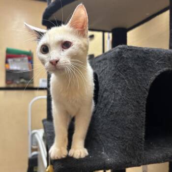 Blink-182 -  Domestic Short Hair Cat for Adoption in Hemet, California - Blink-182 | PetCurious