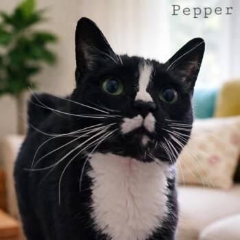 American Shorthair Cats Available for Adoption - Pepper | PetCurious