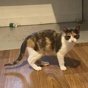 Rescue Dilute Calico Cats for Adoption in Stanstead, Quebec - Gigi | PetCurious
