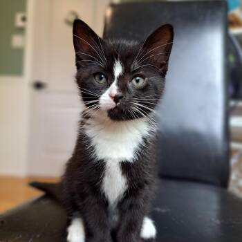 ECHALOTE (FA-FF) -  Domestic Medium Hair Cat for Adoption in Sainte-angèle-de-monnoir, Quebec - ECHALOTE (FA-FF) | PetCurious