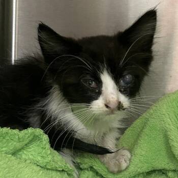 Wilson* -  Domestic Medium Hair Cat for Adoption in San Gabriel, California - Wilson* | PetCurious