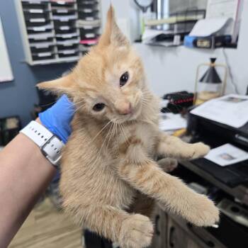 AHNJ-Stray-122214 -  Domestic Short Hair Cat for Adoption in Newark, New Jersey - AHNJ-Stray-122214 | PetCurious