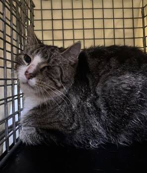 Rescue Domestic Short Hair Cats for Adoption in Indianapolis, Indiana - LE PEEP | PetCurious
