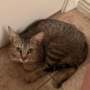 Mimi -  Domestic Short Hair Cat for Adoption in Tempe, Arizona - Mimi | PetCurious