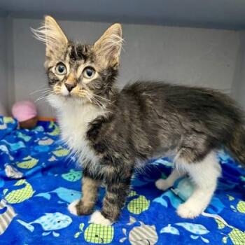 Bootsie -  Domestic Long Hair Cat for Adoption in Atlanta, Georgia - Bootsie | PetCurious