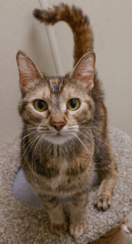 Rescue Domestic Short Hair Cats for Adoption in Verona, Wisconsin - Shay | PetCurious