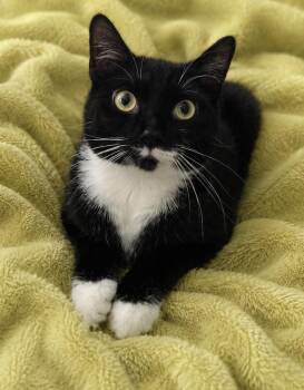 Penelope -  Tuxedo Cat for Adoption in Copley, Ohio - Penelope | PetCurious