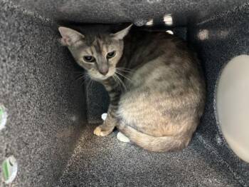 Juno -  Domestic Short Hair Cat for Adoption in New York, New York - Juno | PetCurious