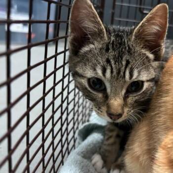 Ian -  Domestic Short Hair Cat for Adoption in Des Moines, Iowa - Ian | PetCurious