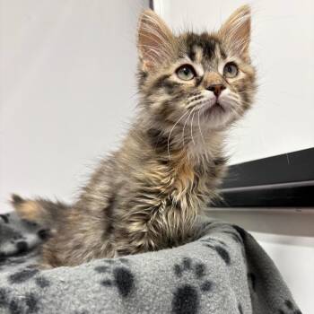 Artax -  Domestic Medium Hair Cat for Adoption in Puslinch, Ontario - Artax | PetCurious