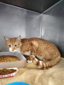 Domestic Short Hair Cats Available for Adoption in El Paso, Texas - 58504342 | PetCurious