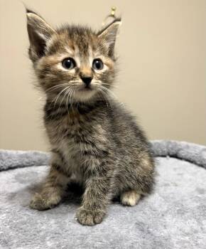 Brooklyn -  Domestic Short Hair Cat for Adoption in The Woodlands, Texas - Brooklyn | PetCurious