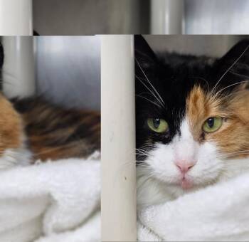 Janus (Cat 25) -  Domestic Long Hair Cat for Adoption in Roanoke, Virginia - Janus (Cat 25) | PetCurious