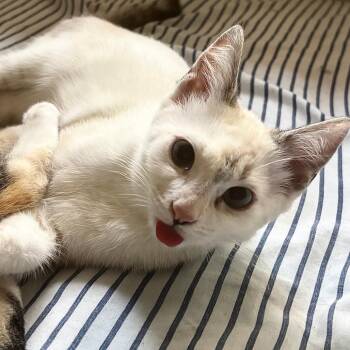 Blossom -  Siamese Cat for Adoption in Los Angeles, California - Blossom | PetCurious