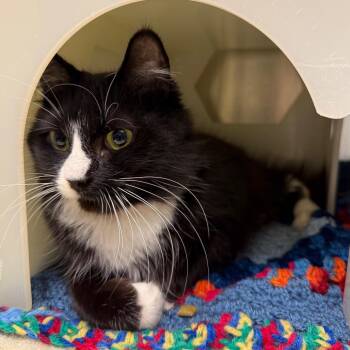 Domestic Medium Hair Cats Available for Adoption in Fairport, New York - Georgia | PetCurious