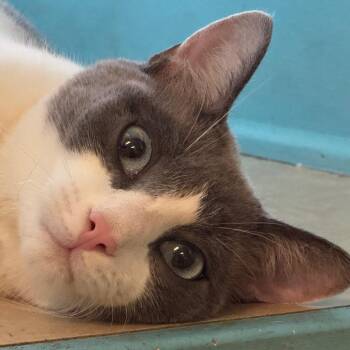 Sagwa -  Siamese Cat for Adoption in Decatur, Georgia - Sagwa | PetCurious