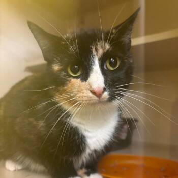 Bianca -  Domestic Short Hair Cat for Adoption in Hudson, New York - Bianca | PetCurious