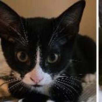 Fancy Nancy -  Domestic Short Hair Cat for Adoption in Boerne, Texas - Fancy Nancy | PetCurious