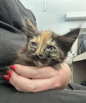 Rescue Domestic Long Hair Cats for Adoption in Dallas, Texas - CASSIE | PetCurious