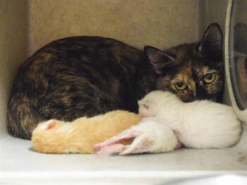 Rescue Domestic Short Hair Cats for Adoption in Sacramento, California - A897370 | PetCurious