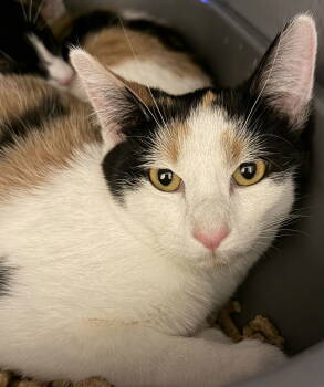 Rescue Calico and Domestic Short Hair Cats for Adoption in Phoenix, Arizona - Sunflower | PetCurious