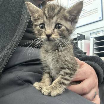 APOLLO -  Domestic Short Hair Cat for Adoption in Dallas, Texas - APOLLO | PetCurious