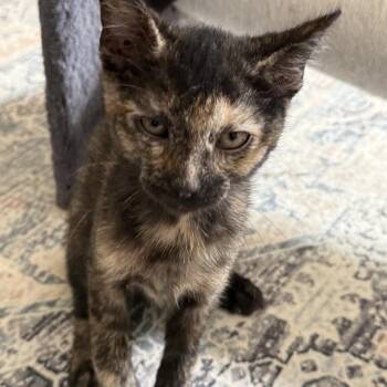 Stink bug -  Domestic Short Hair Cat for Adoption - Stink Bug | PetCurious