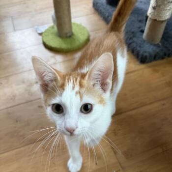 Domestic Short Hair Cats Available for Adoption in Houston, Texas - Shimmerfin | PetCurious