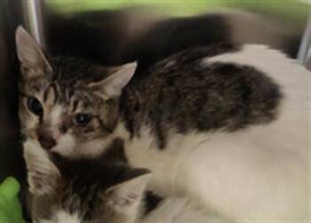 A919869 -  Domestic Short Hair Cat for Adoption in Sacramento, California - A919869 | PetCurious