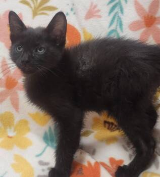 Pete -  Domestic Short Hair Cat for Adoption in Little Rock, Arkansas - Pete | PetCurious