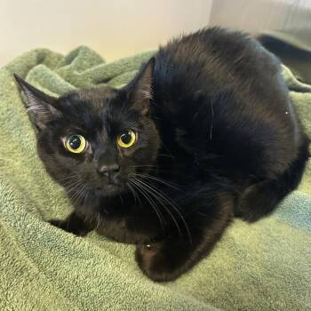 Unk2 -  Domestic Short Hair Cat for Adoption in San Gabriel, California - Unk2 | PetCurious