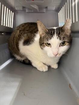 Domestic Short Hair Cats Available for Adoption - Zuri | PetCurious