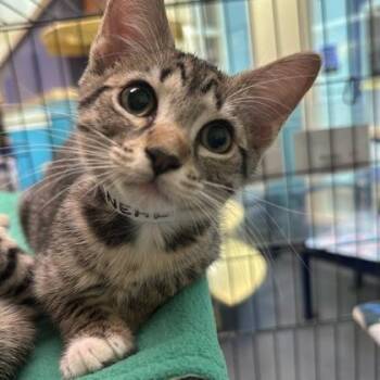 Sneakers -  Domestic Short Hair Cat for Adoption in Richmond, Virginia - Sneakers | PetCurious