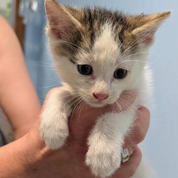 Neil Catrick Harris -  Domestic Short Hair Cat for Adoption in Brighton, Missouri - Neil Catrick Harris | PetCurious