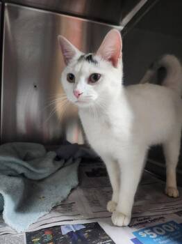 Rescue Domestic Short Hair Cats for Adoption in Concord, North Carolina - Elsa | PetCurious