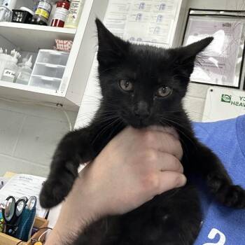 Jet -  Domestic Short Hair Cat for Adoption in Evansville, Indiana - Jet | PetCurious