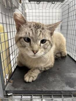 Lemonade -  Domestic Short Hair Cat for Adoption in Sevierville, Tennessee - Lemonade | PetCurious
