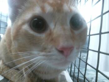 Domestic Short Hair Cats Available for Adoption - A2057693 | PetCurious