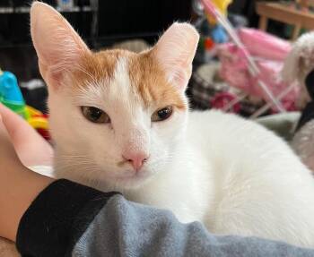 Rescue Domestic Short Hair Cats for Adoption in Lake Ronkonkoma, New York - Caramel | PetCurious