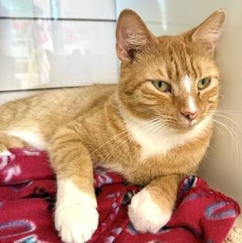 RON -  Domestic Short Hair Cat for Adoption in Fernandina Beach, Florida - RON | PetCurious