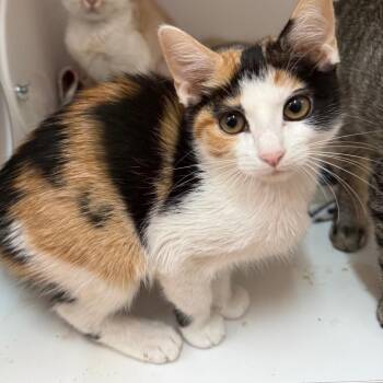 Cria -  Domestic Short Hair Cat for Adoption in Salt Lake City, Utah - Cria | PetCurious